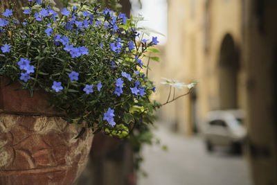 Close-up of purple flowering plant against building