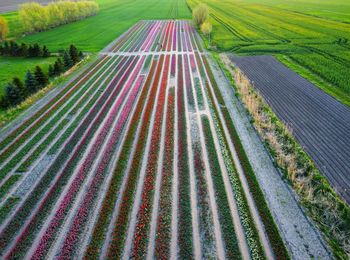 Aerial view of a field full of tulips