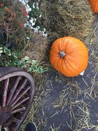 High angle view of pumpkin on field