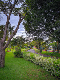 Trees in park