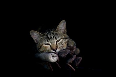 Close-up of cat sleeping against black background