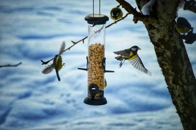 Birds hanging on tree