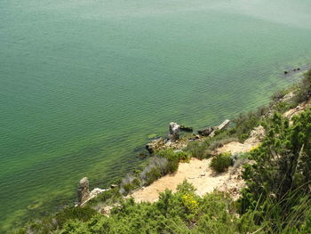 High angle view of sheep on sea shore