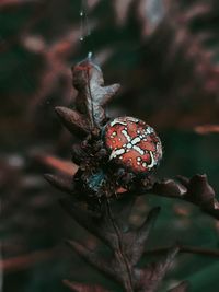 Close-up of wilted plant