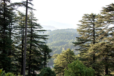 Pine trees in forest against sky