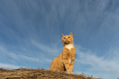 Low angle view of cat sitting against sky