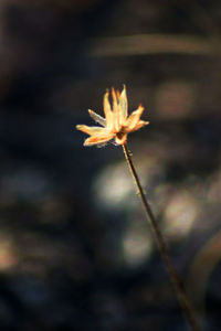 Close-up of flowers blooming outdoors