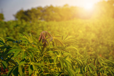 Close-up of fresh plants on field against sky