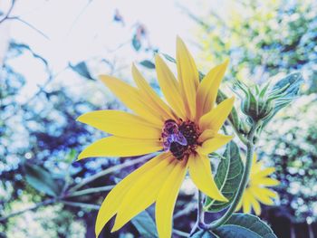 Close-up of yellow flower