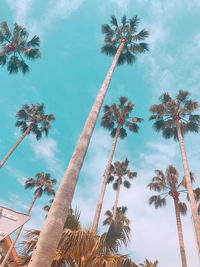 Low angle view of coconut palm tree against sky