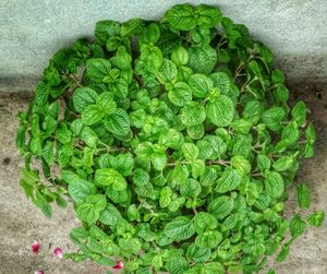 High angle view of vegetables