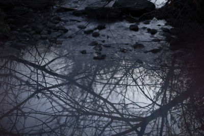 Reflection of bare trees in lake