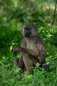 Olive baboon looking away while sitting on plants