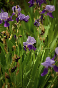 Close-up of purple flowering plants on field