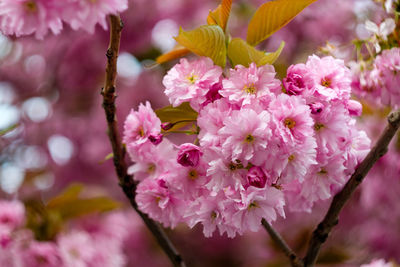 Close-up of fresh pink flowers blooming on tree