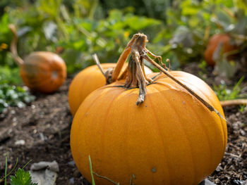 Close-up of pumpkin on field during autumn