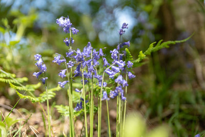 Close-up of purple flowering plant on field