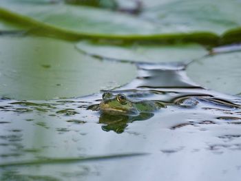 Close-up of frog swimming in lake