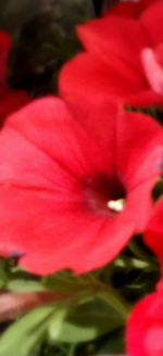 Close-up of pink flower