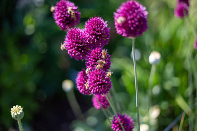 Close-up of pink flowering plant