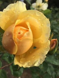 Close-up of flower