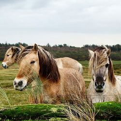 Grass grazing on field