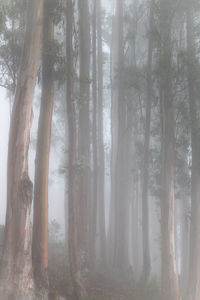 Trees in forest