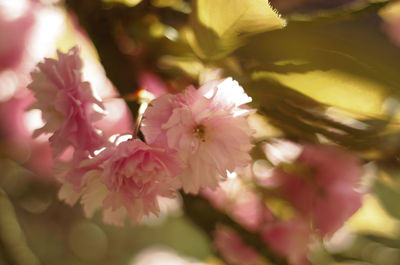 Close-up of pink flowers