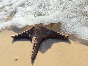 starfish