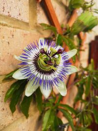 Close-up of purple flower