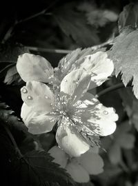 Close-up of pink flowers blooming outdoors