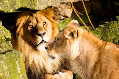 Close-up of lion