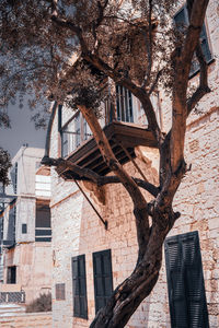 Low angle view of tree against building in city