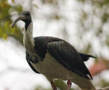 Close-up of bird perching outdoors