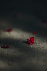Close-up of rose against blurred background