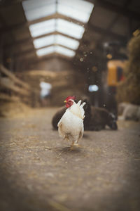 Rooster walking in the farm