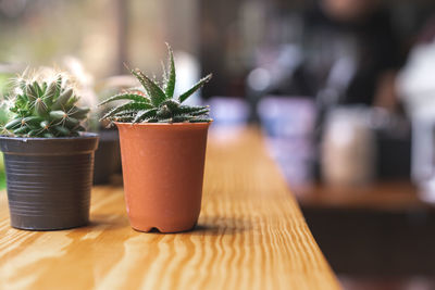 Close-up of potted plant on table