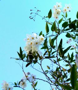 Low angle view of flowers blooming on tree against blue sky