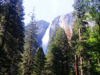 Low angle view of trees against sky