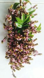 Close-up of purple flowers on tree