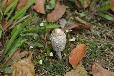 High angle view of mushroom amidst fallen leaves