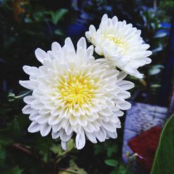 Close-up of white dahlia flower