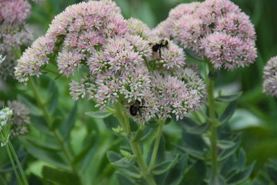 Close-up of flowers blooming outdoors