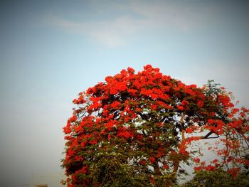 Low angle view of autumn trees