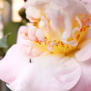 Close-up of insect pollinating flower