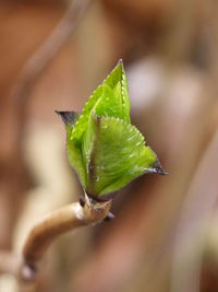 Close-up of leaf