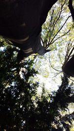 Low angle view of trees against sky