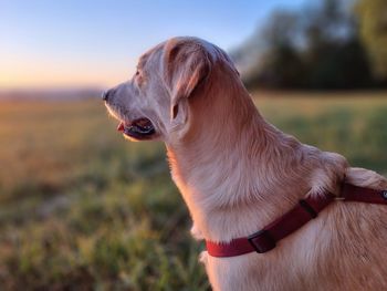 Close-up of dog