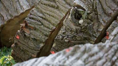 Close-up of surface level of tree trunk