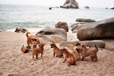 Large group of dogs on beach